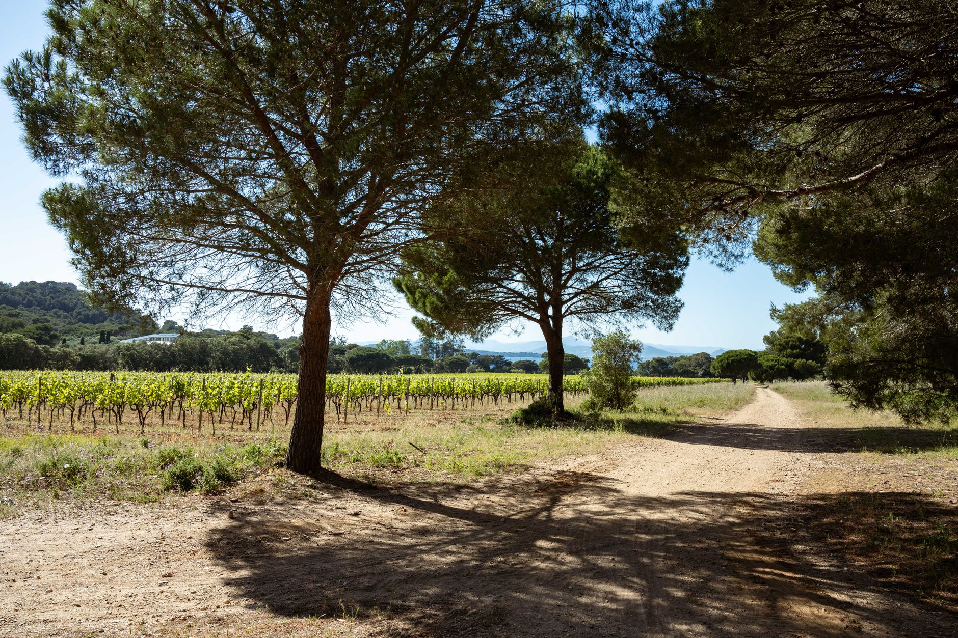 Chemin de terre menant à un vignoble sous un ciel bleu, avec des collines en arrière-plan.